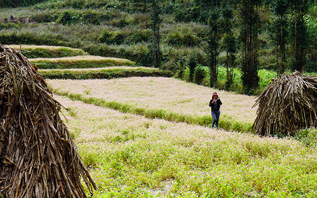 Phát cuồng vẻ đẹp hoa tam giác mạch bung nở trên sườn núi đá Hà Giang