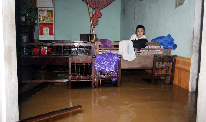 Người dân Quảng Nam đưa heo, bò chạy lũ