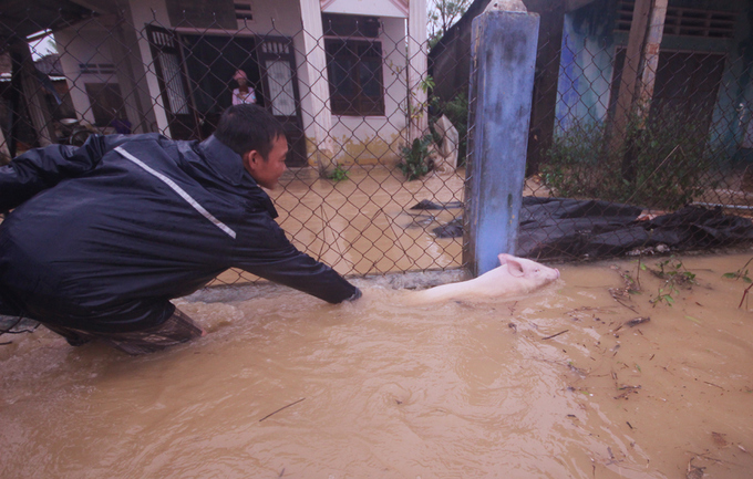 Người dân Quảng Nam đưa heo, bò chạy lũ