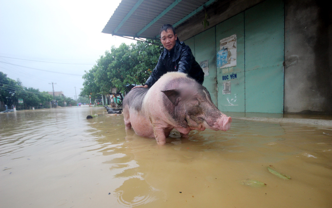 Người dân Quảng Nam đưa heo, bò chạy lũ