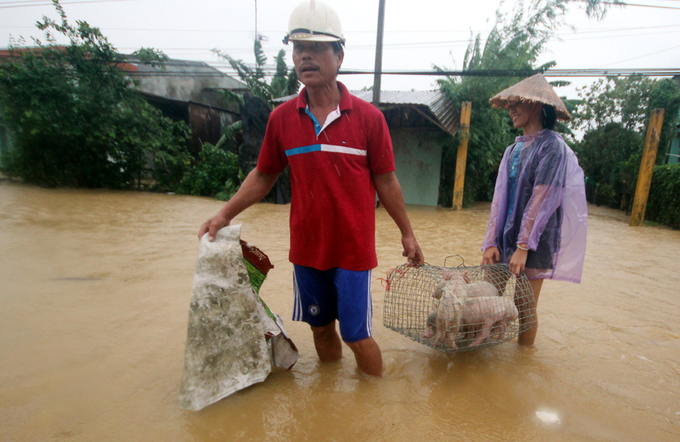 Người dân Quảng Nam đưa heo, bò chạy lũ