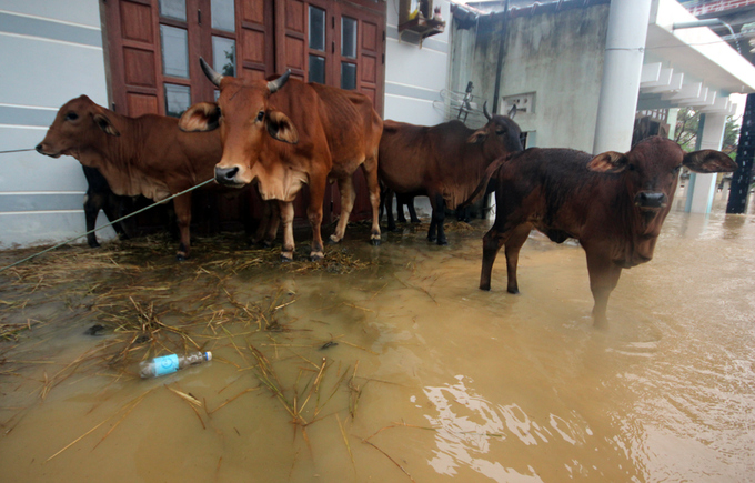 Người dân Quảng Nam đưa heo, bò chạy lũ