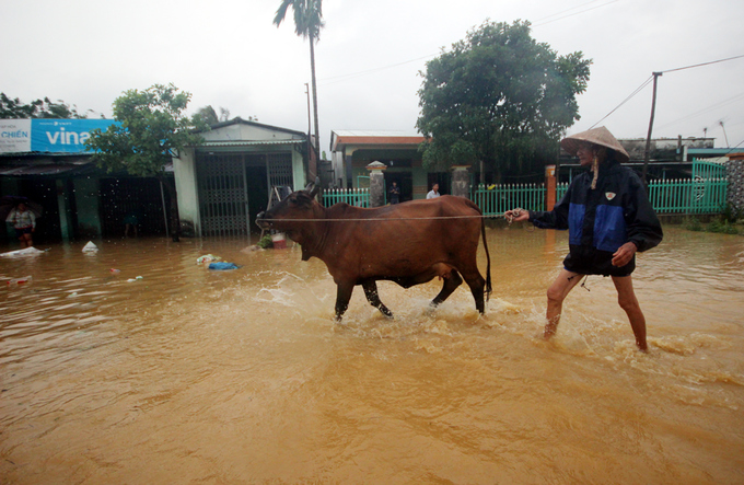 Người dân Quảng Nam đưa heo, bò chạy lũ
