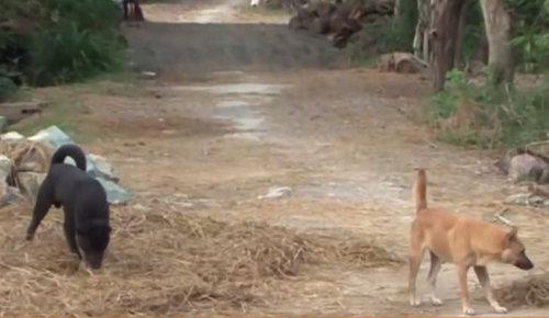 Nghệ An lập đội bắt chó thả rông