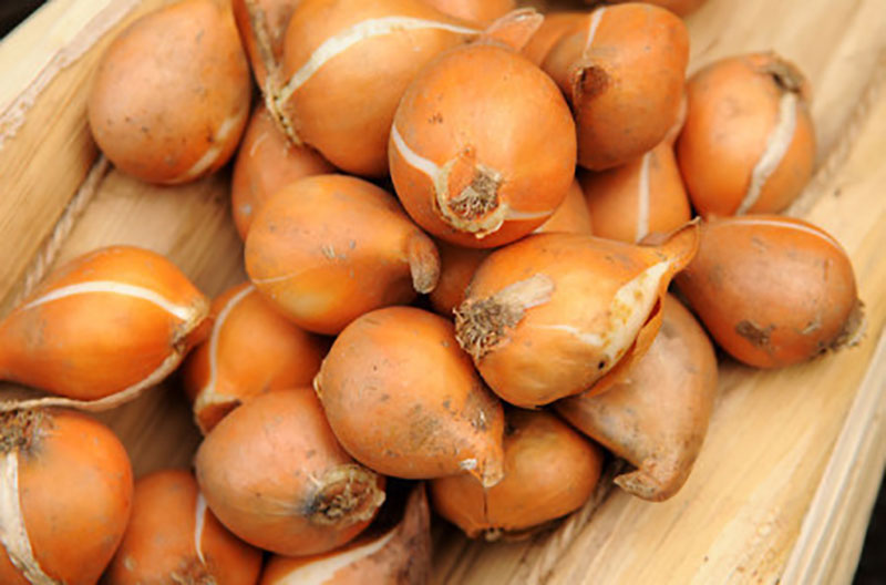 Bong bóng Bitcoin có thể vỡ như thế nào?