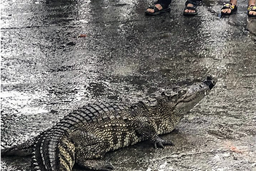 Bịt miệng cá sấu bằng băng keo, đưa ra giữa chợ bày bán