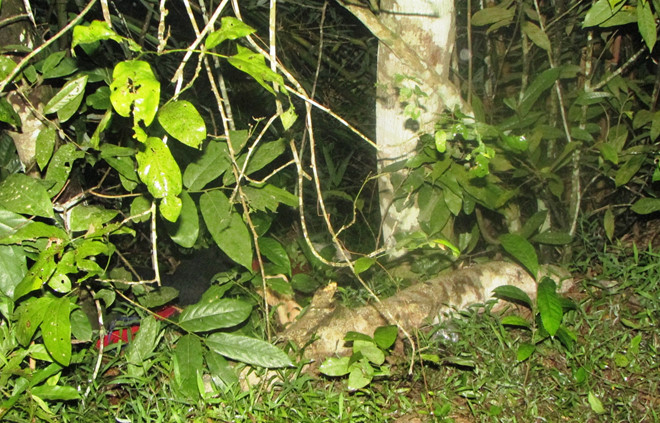 Vở kịch của gã thợ hàn giết nữ sinh rồi giấu xác vào bụi cây