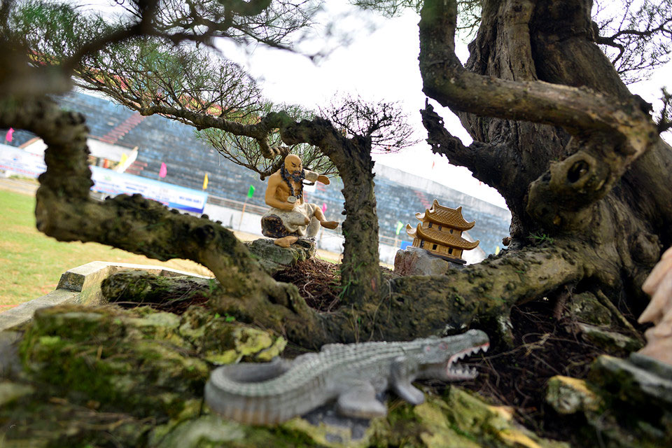 Cây cảnh giá nửa tỷ xuất hiện dịp cuối năm