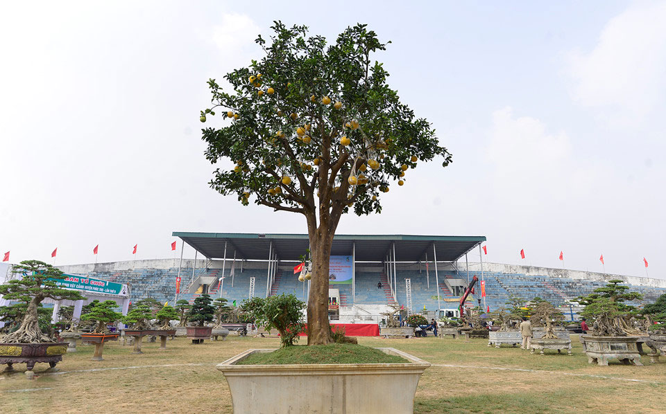 Cây cảnh giá nửa tỷ xuất hiện dịp cuối năm