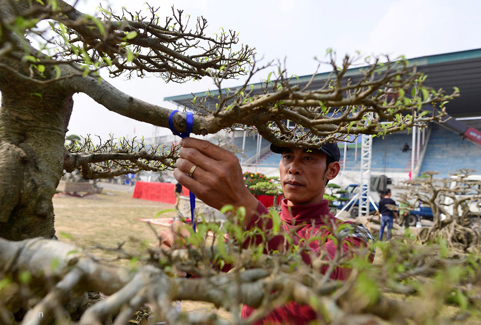 Cây cảnh giá nửa tỷ xuất hiện dịp cuối năm
