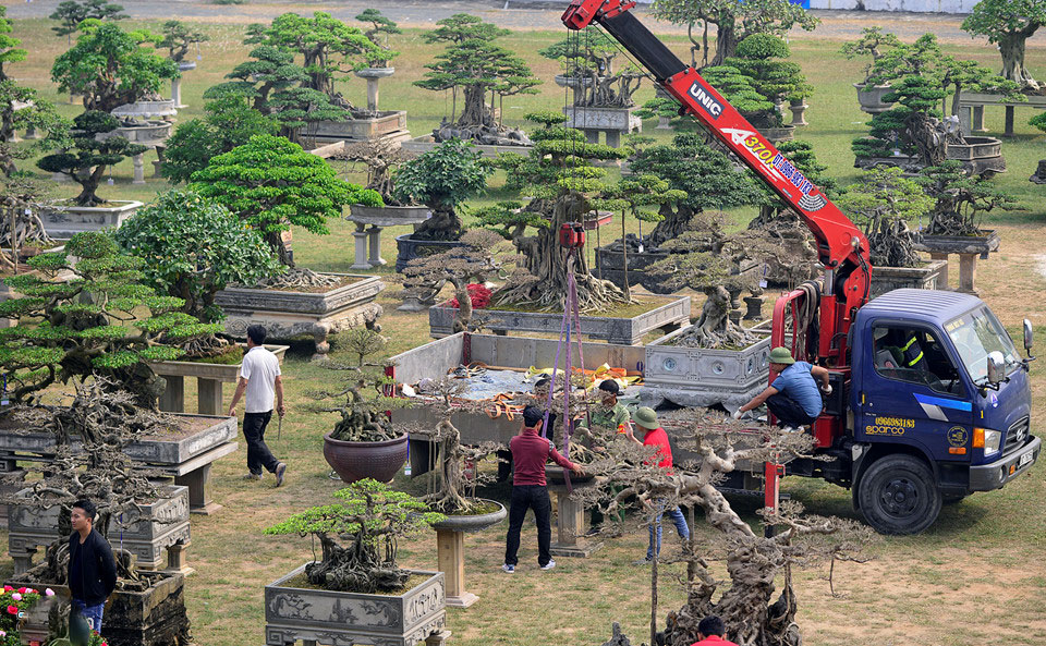 Cây cảnh giá nửa tỷ xuất hiện dịp cuối năm