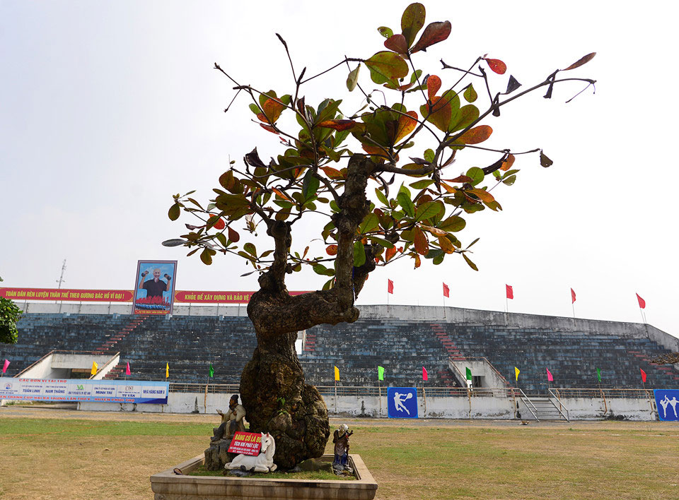 Cây cảnh giá nửa tỷ xuất hiện dịp cuối năm