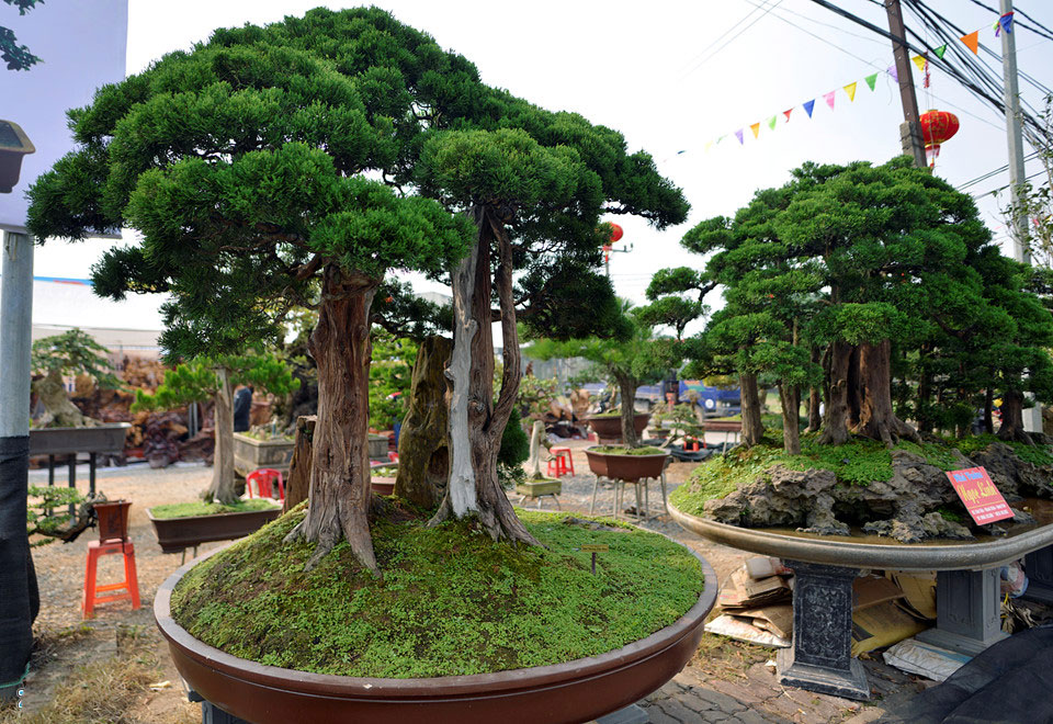 Cây cảnh giá nửa tỷ xuất hiện dịp cuối năm