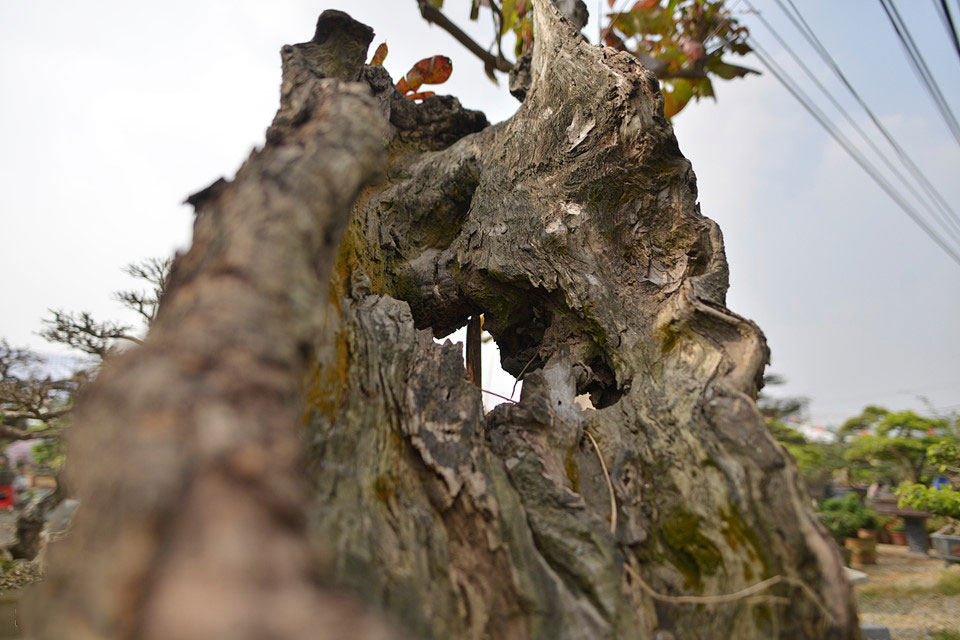 Cây cảnh giá nửa tỷ xuất hiện dịp cuối năm