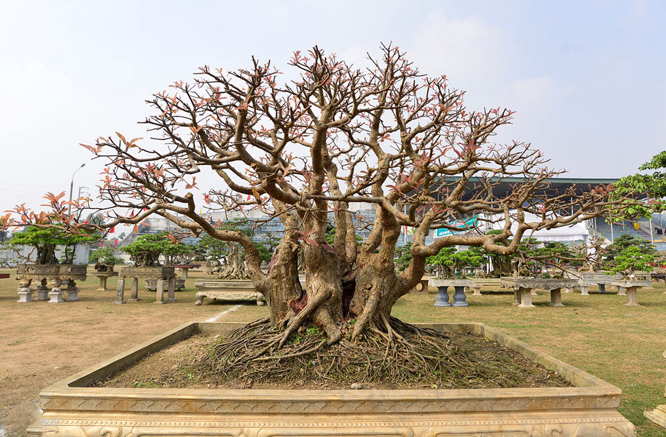 Cây cảnh giá nửa tỷ xuất hiện dịp cuối năm