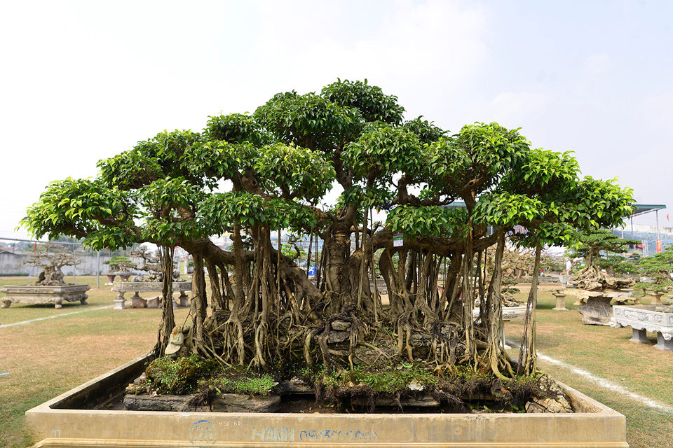 Cây cảnh giá nửa tỷ xuất hiện dịp cuối năm