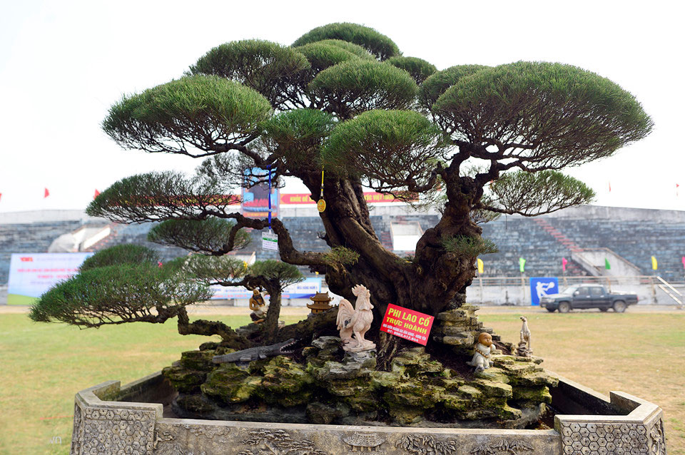 Cây cảnh giá nửa tỷ xuất hiện dịp cuối năm