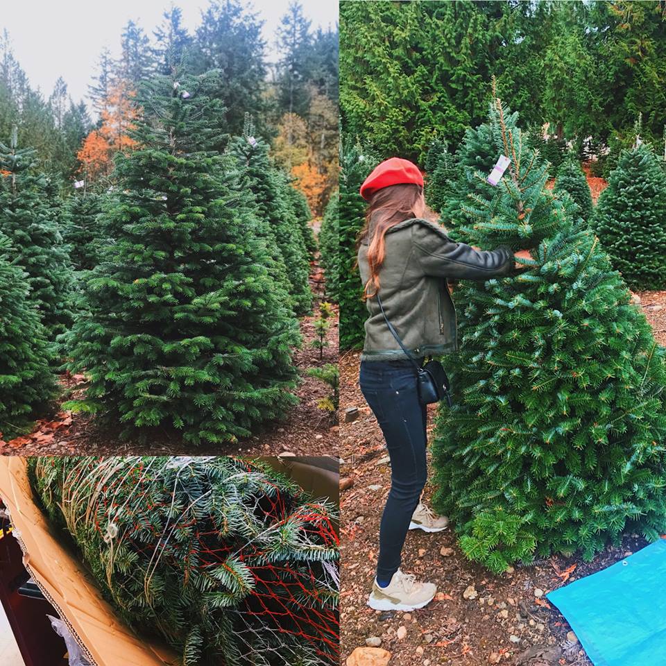 Noel chơi chất: Cây thông 5 mét nguyên gốc từ Đan Mạch về Việt Nam