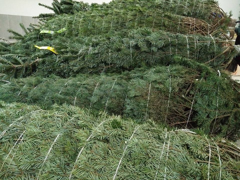 Noel chơi chất: Cây thông 5 mét nguyên gốc từ Đan Mạch về Việt Nam