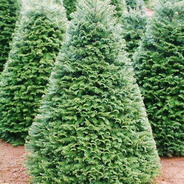 Noel chơi chất: Cây thông 5 mét nguyên gốc từ Đan Mạch về Việt Nam