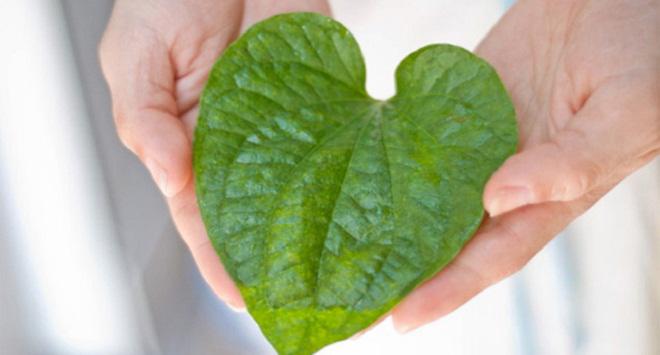 Trầu đâu chỉ để nhai cho vui, trị mụn, trắng răng, trầu làm được hết! Trầu đâu chỉ để nhai cho vui, trị mụn, trắng răng, trầu làm được hết!