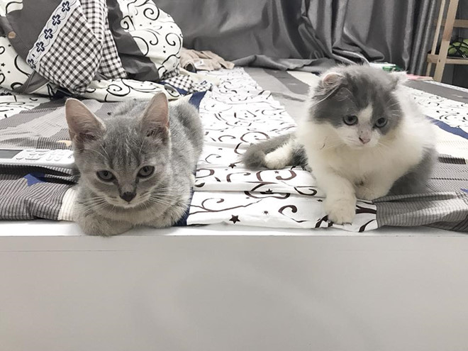 Chàng trai cố xoay sở 40 triệu chữa trị cho mèo cưng bị ngã gãy xương