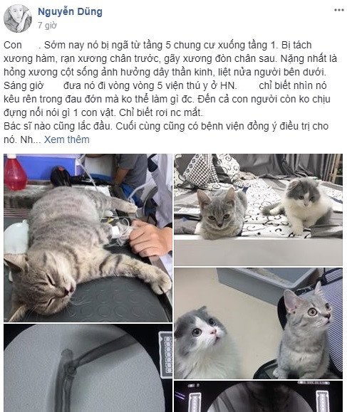 Chàng trai cố xoay sở 40 triệu chữa trị cho mèo cưng bị ngã gãy xương