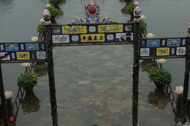 Cảnh tượng khó gặp: Cá chép bơi tung tăng ngay trước cửa Đại Nội Huế