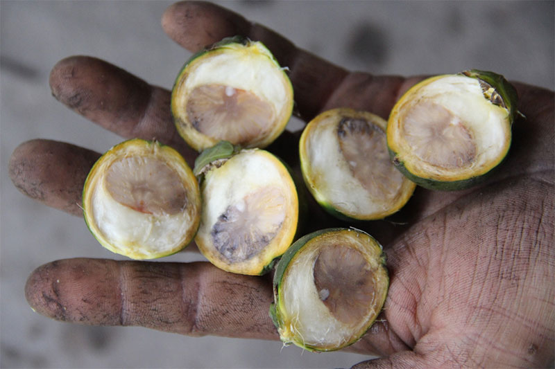 Nghệ An: Xôn xao mua cau non bán cho thương lái xuất ngoại