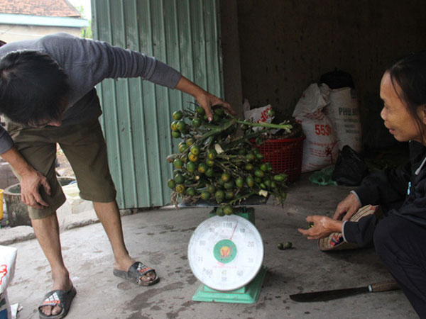 Nghệ An: Xôn xao mua cau non bán cho thương lái xuất ngoại