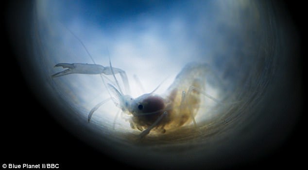 Hai tôm kẹt trong bọt biển cả đời, viết nên chuyện tình đáng kinh ngạc