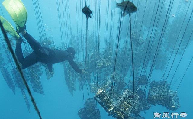 Ngọc trai vàng: Giá gần 14 triệu/gram, nuôi 2-5 năm mới đủ lớn