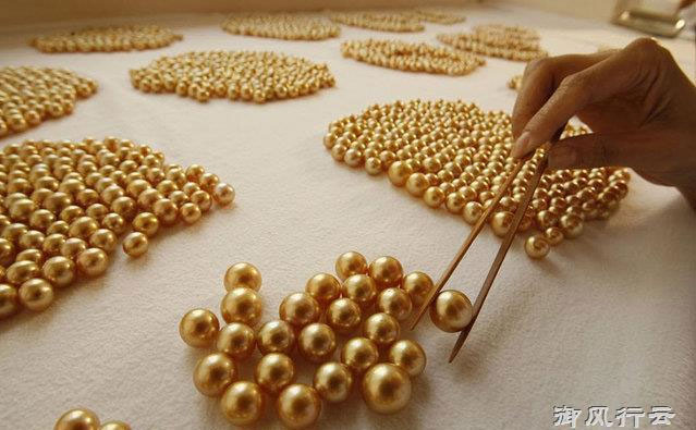 Ngọc trai vàng: Giá gần 14 triệu/gram, nuôi 2-5 năm mới đủ lớn