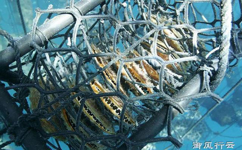 Ngọc trai vàng: Giá gần 14 triệu/gram, nuôi 2-5 năm mới đủ lớn