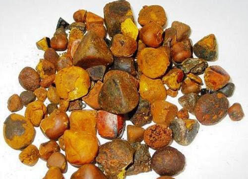 Sỏi mật trâu bò đắt như vàng ròng: 300 triệu/kg cũng khó mua