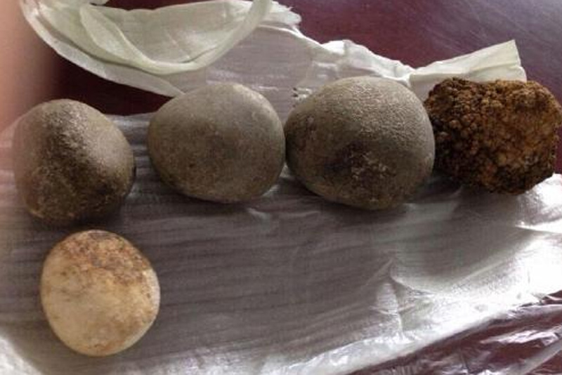 Sỏi mật trâu bò đắt như vàng ròng: 300 triệu/kg cũng khó mua