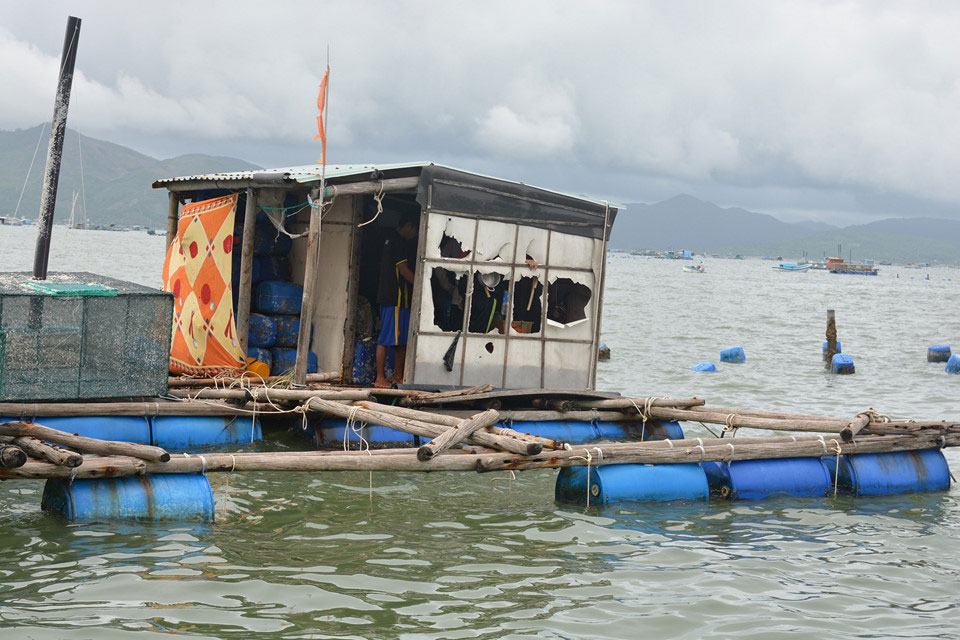 10.000 lồng tôm hùm tan nát sau bão số 12, người dân mất tiền tỷ