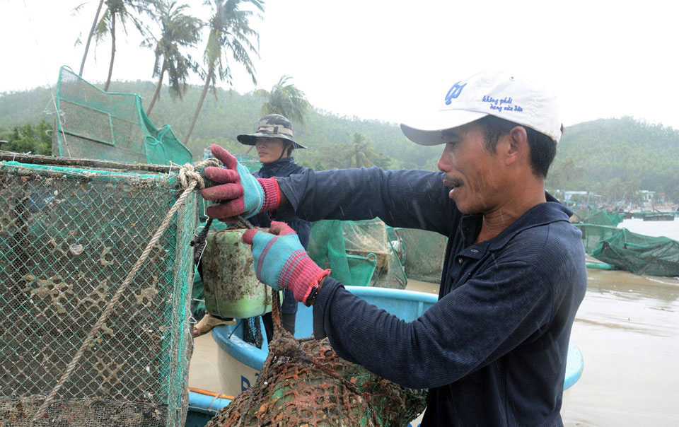 10.000 lồng tôm hùm tan nát sau bão số 12, người dân mất tiền tỷ