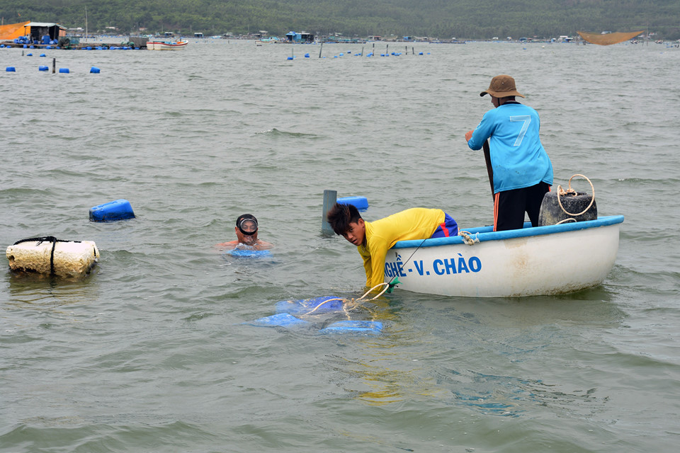 10.000 lồng tôm hùm tan nát sau bão số 12, người dân mất tiền tỷ