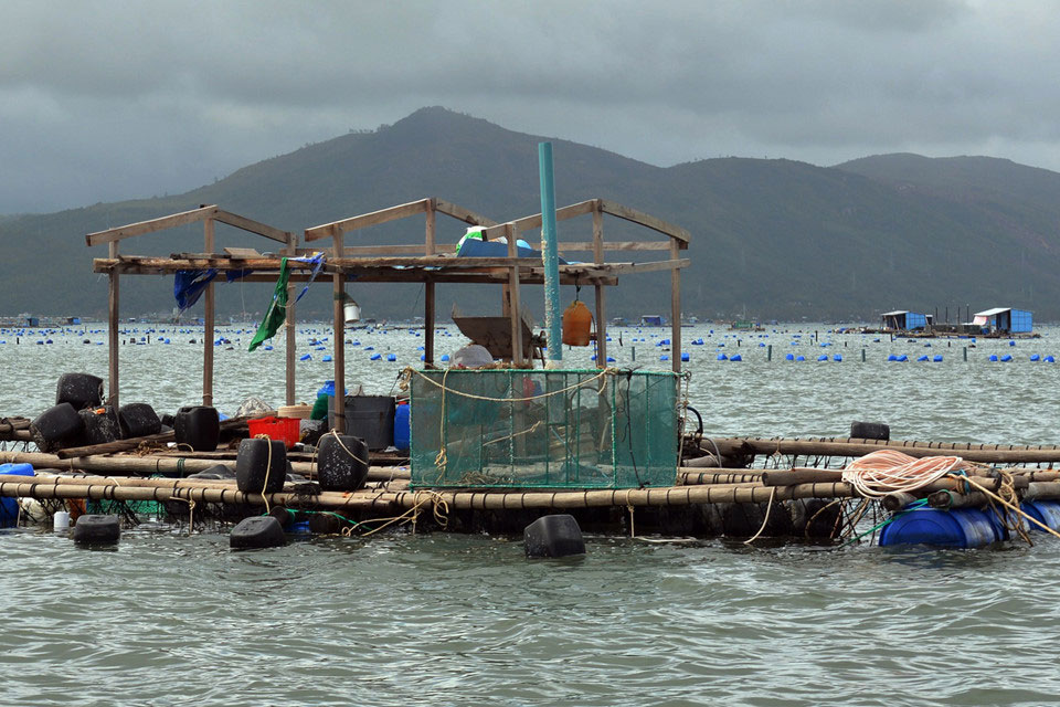 10.000 lồng tôm hùm tan nát sau bão số 12, người dân mất tiền tỷ