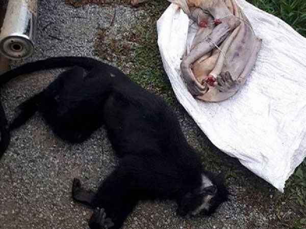 Hai con voọc quý hiếm bị sát hại, lấy nội tạng ở Quảng Bình