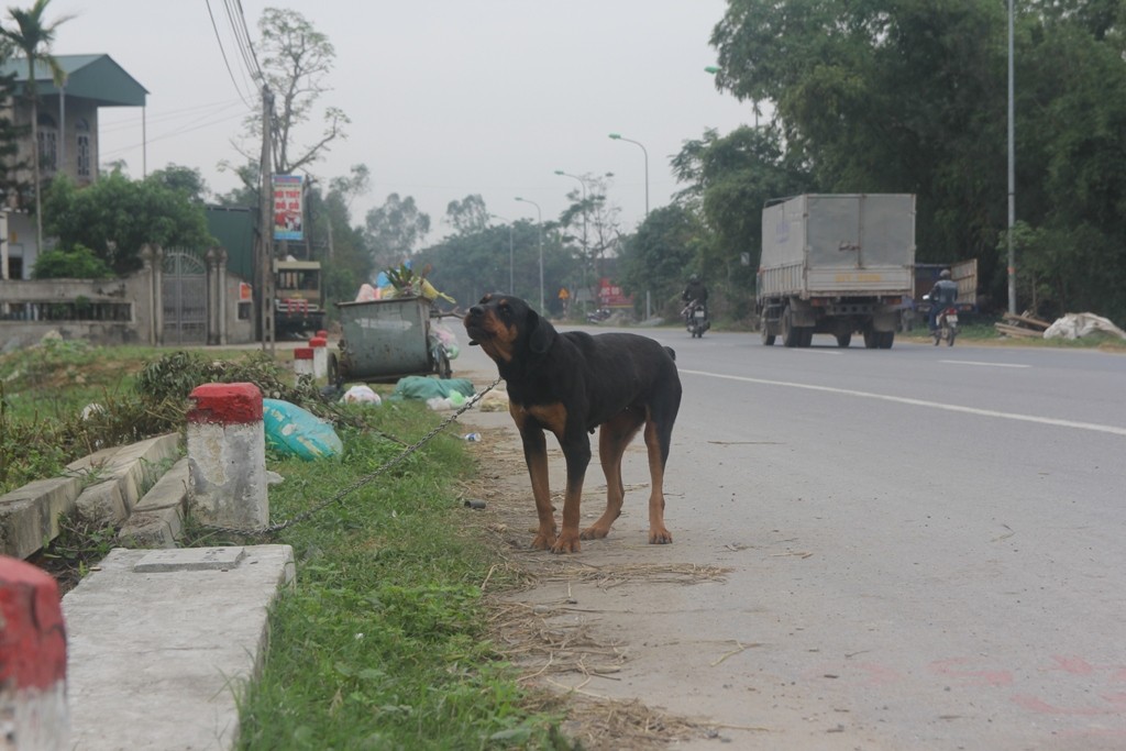 Nuôi chó phải đăng ký ở Nghệ An: Việc nên làm, nhưng sẽ khó khả thi