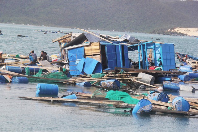 Người dân vùng bão gửi tôm hùm vào Sài Gòn bán tháo kiếm tiền sửa nhà