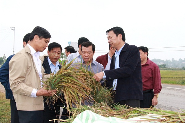 Bí thư Quảng Ninh khảo sát việc 6 sào lúa chỉ được 3 túi thóc cho gà ăn