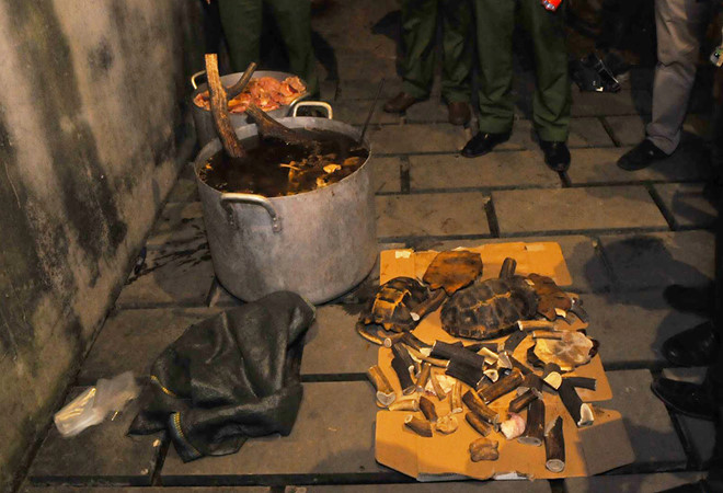 Cảnh sát nổ súng khống chế nhóm nấu cao con hổ nặng 230 kg