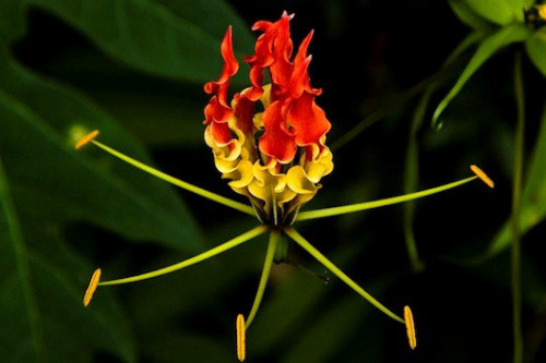 Giật mình với 8 loài hoa đắt nhất thế giới, giá hàng tỷ đồng