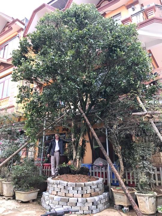 Đại gia cõng bao tải tiền, đổi ô tô tiền tỷ mua 4 cây mộc hương trăm tuổi