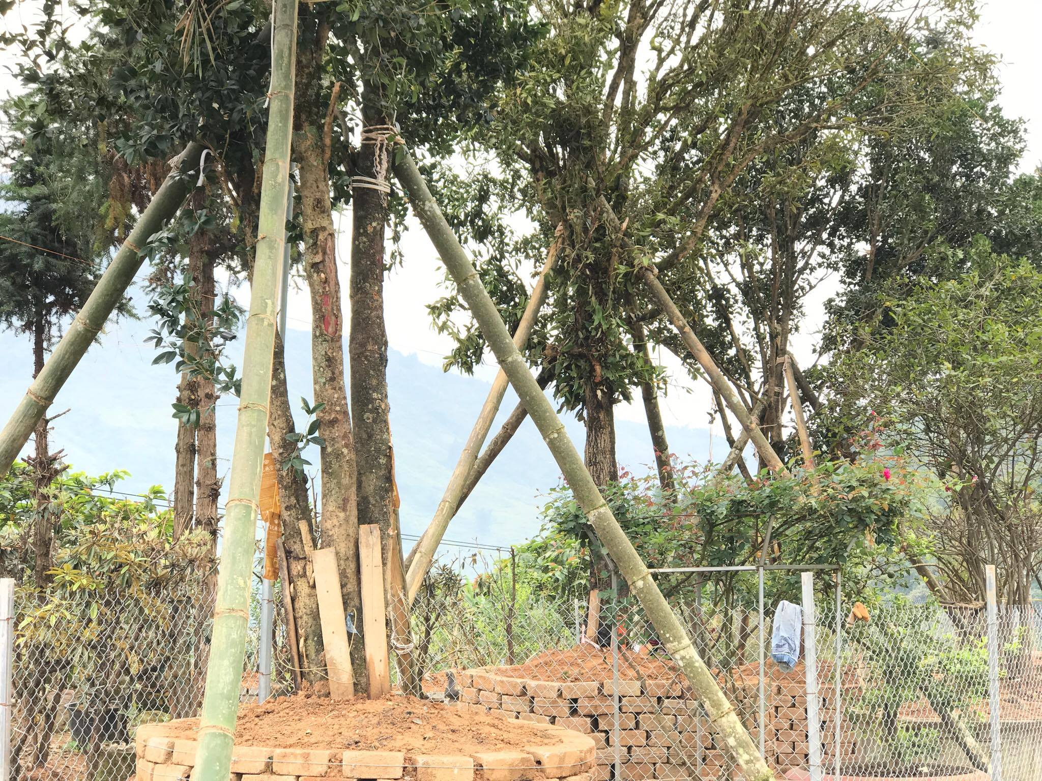 Đại gia cõng bao tải tiền, đổi ô tô tiền tỷ mua 4 cây mộc hương trăm tuổi