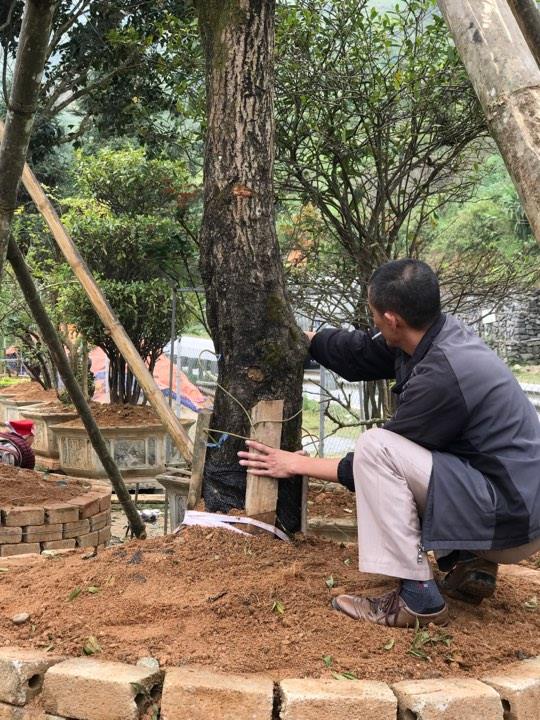 Đại gia cõng bao tải tiền, đổi ô tô tiền tỷ mua 4 cây mộc hương trăm tuổi