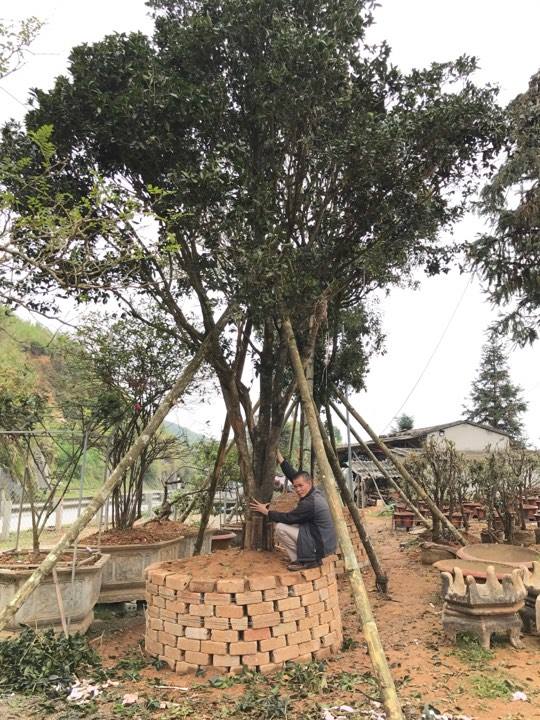 Đại gia cõng bao tải tiền, đổi ô tô tiền tỷ mua 4 cây mộc hương trăm tuổi